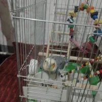 نره سخنگو مست مست اماده جفتگیری