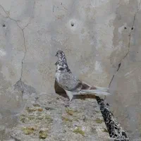 چند تا کفتر خوب|پرنده|قم, حاج زینل|دیوار