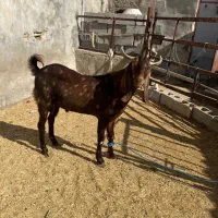 ۲ عدد پازن یکی سانن یکی اسرایلی برای برزی ۳ قلو زا