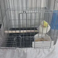 عروس هلندی لوتینو نر|پرنده|تهران, زرکش|دیوار