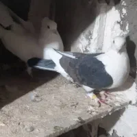 کبوتر کاکلی جفت۶۰۰|پرنده|ابهر, |دیوار