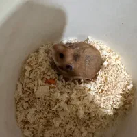 همستر نژاد سوری و کمپل