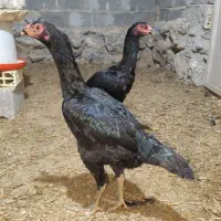 مرغ لاری اوشامو