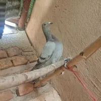 راهکش پلاکی