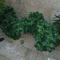 گل قاشقی بزرگ|گل و گیاه طبیعی|شهریار, شهرک وائین|دیوار