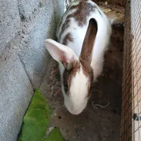 خرگوش|موش و خرگوش|بندرعباس, |دیوار