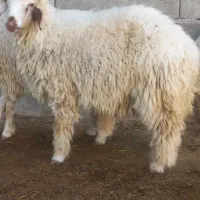 بره شیر مس