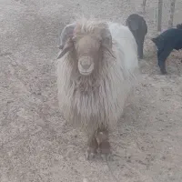 یک قوچ جوان کیلوی ۶۵۰ بفروش می‌رسد