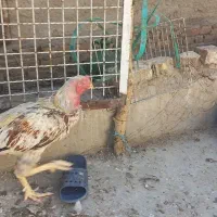 خروس لاری اصل خوب میزن