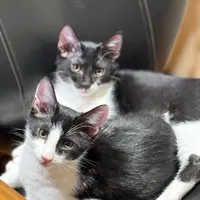 گمشده گربه