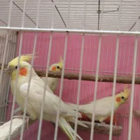 عروس هلندی  مولد وبه ضمانت تخم وجوجه.