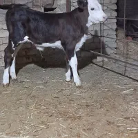 گوساله سیمیتال|حیوانات مزرعه|آشخانه, |دیوار