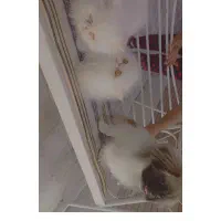 ۲ تا گربه پرشین