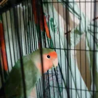 کتوله برزیلی|پرنده|کوه چنار, |دیوار