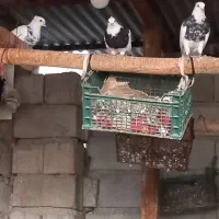 طوقی|پرنده|شوشتر, |دیوار