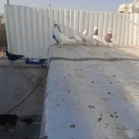 تعداد کبوتر رنگی|پرنده|اقبالیه, |دیوار