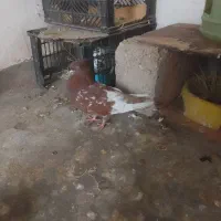 کبوتر کله ای|پرنده|مسجد سلیمان, |دیوار