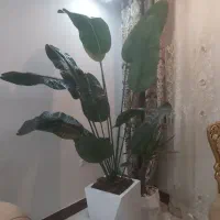 درختچه تزیینی