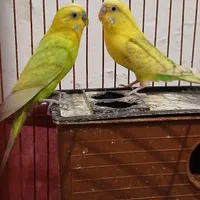 مرغ عشق مولد سالم سلامت|پرنده|بومهن, |دیوار