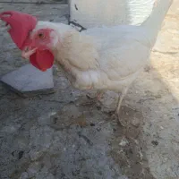 مرغ تخمگذار