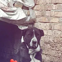 پژدر ماده ۳ ساله|سگ|پیر سلیمان, |دیوار