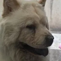 سگ چائوچائو