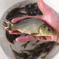 ماهی عید|ماهیگیری|کرج, فاز ۴ مهرشهر|دیوار