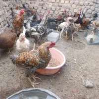 مرغ و جوجه محلی زیر مرغی|حیوانات مزرعه|زابل, |دیوار
