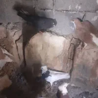 کبوتر