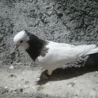 کبوتر طوقی