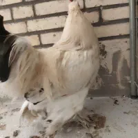 خروس برهما|حیوانات مزرعه|اردکان, |دیوار