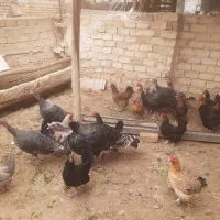 تخم بوقلمون نطفه دار