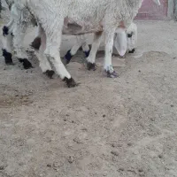 فروش گوسفند.بز .کعره وبره|حیوانات مزرعه|زهک, |دیوار