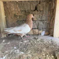 پشت سرخ و سینه زرد