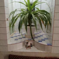 گل و گلدان