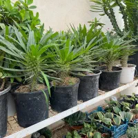 گیاه نخل ماداگاسکار