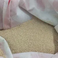 بذر اصلی درجه یک،توم|گل و گیاه طبیعی|کوهدشت, |دیوار