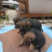 توله سگ ژرمن