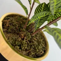 گل و گلدان|گل مصنوعی|گلستان (تهران), |دیوار