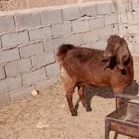 بز چاق جوان