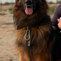 توله ژرمن مو کوتاه|سگ|بوشهر, |دیوار