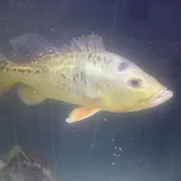 مانستر|ماهی|کاشان, فاز ۱ ناجی آباد|دیوار