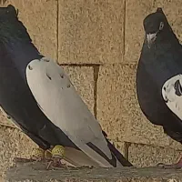 کفتر سینه وکله سیاه