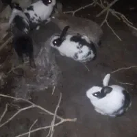 5عددخرگوش ماده بالغ|موش و خرگوش|کلاله, |دیوار