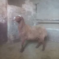 بره ماده مغان چاق