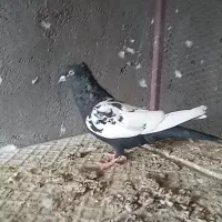 جفت نرماده|پرنده|اردکان, |دیوار