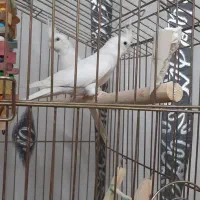 عروس هلندی آلبینو