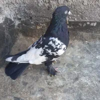 رنگه جفتگاه|پرنده|قوچان, |دیوار