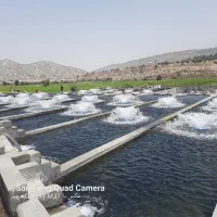 نیروی پرورش ماهی