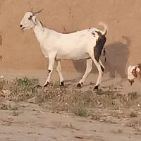 بزپاکستانی|حیوانات مزرعه|نصر آباد, |دیوار